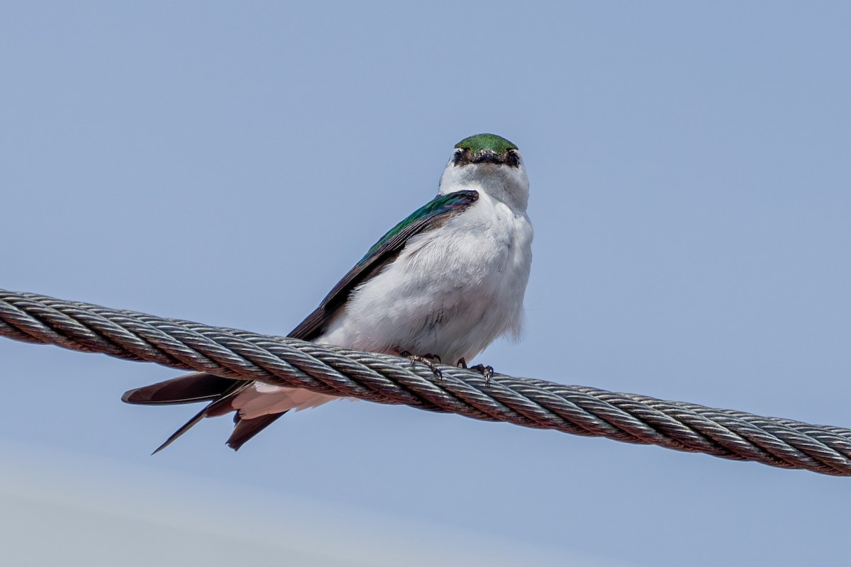 Violet-green Swallow - Breck Haining