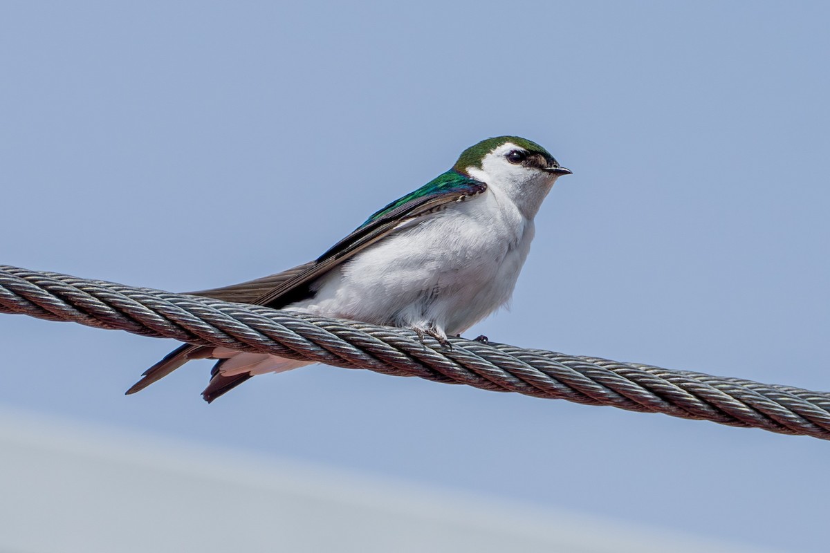 Violet-green Swallow - Breck Haining