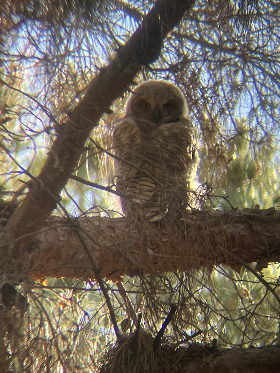 Great Horned Owl - ML618249414