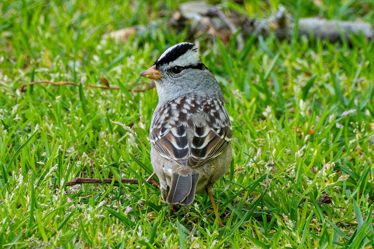 White-crowned Sparrow - ML618249441