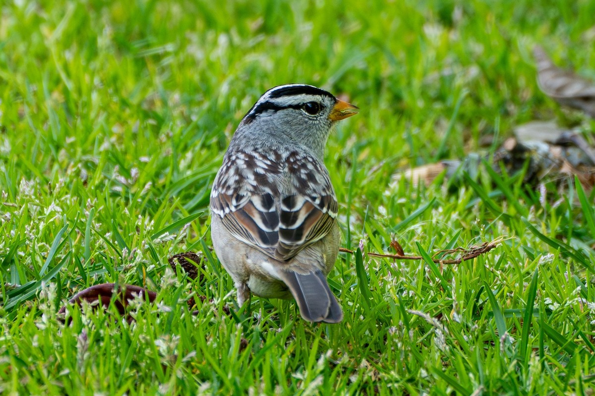 White-crowned Sparrow - ML618249442