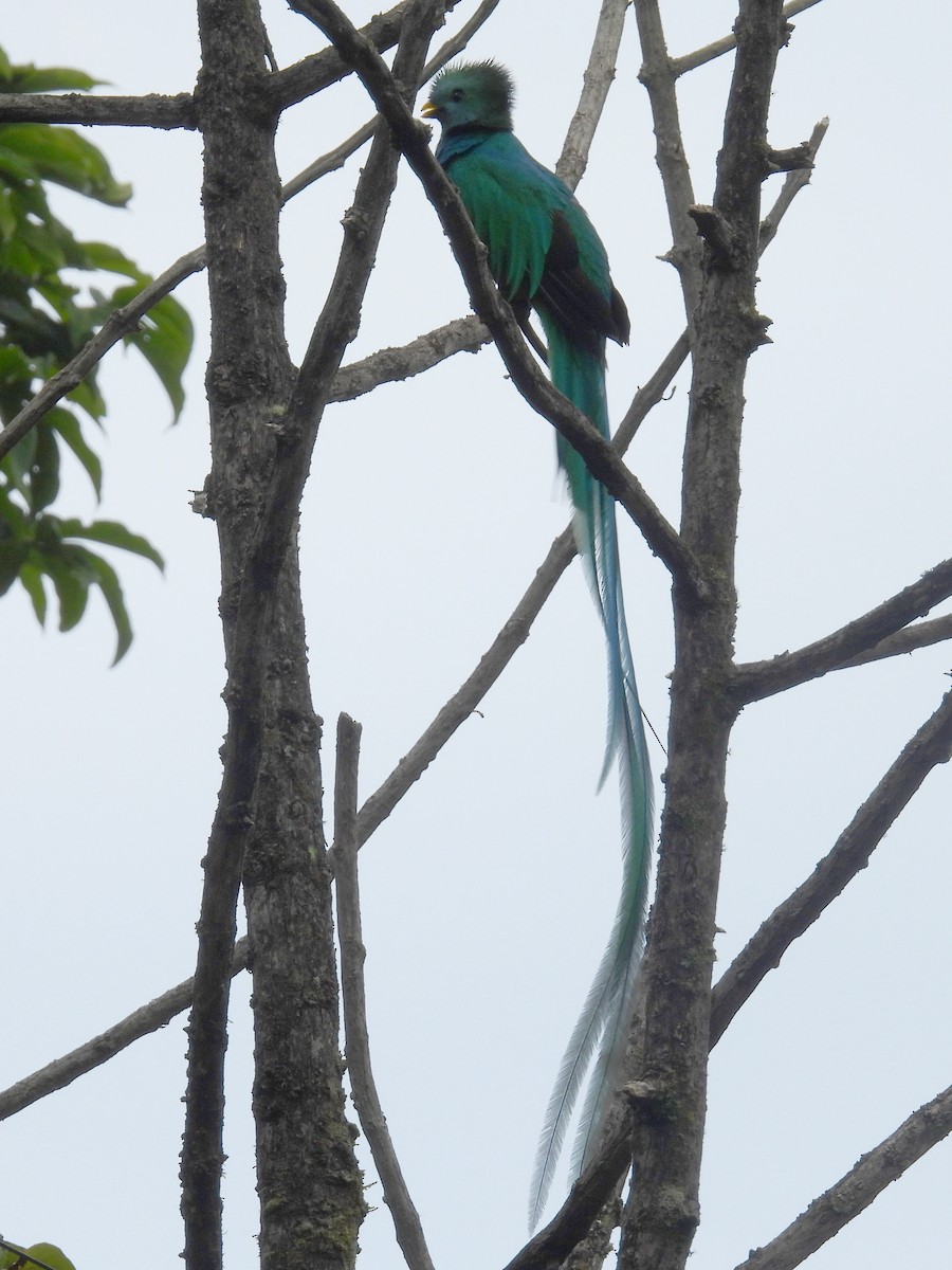 Quetzal Guatemalteco - ML618249451