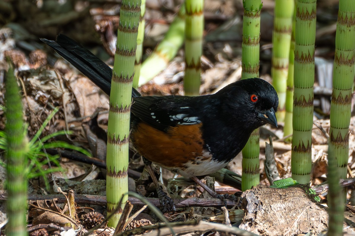 Spotted Towhee - ML618249470