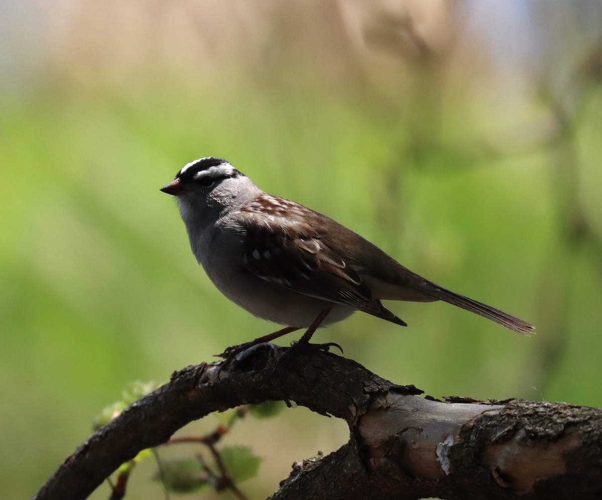 White-crowned Sparrow - Jill Dunne