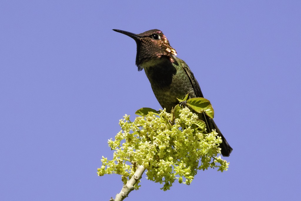 Anna's Hummingbird - ML618249560