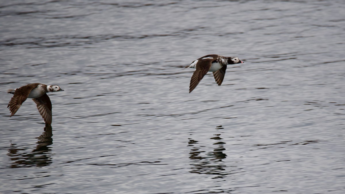 Long-tailed Duck - ML618249568