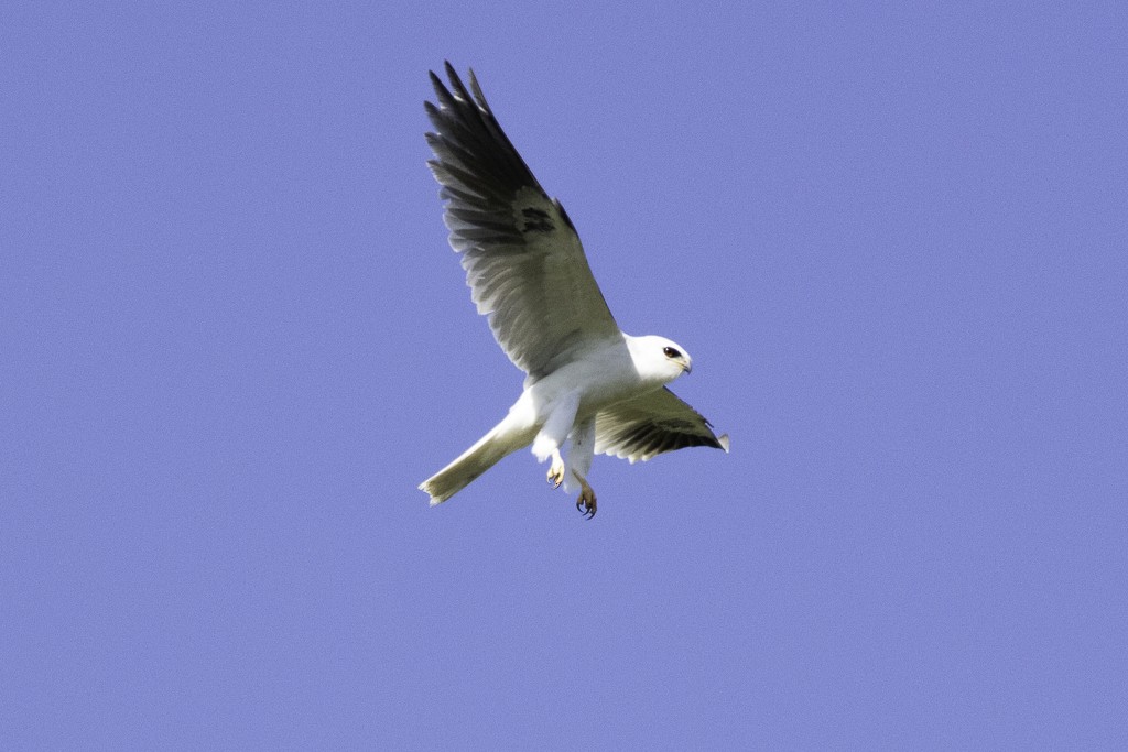 White-tailed Kite - ML618249571