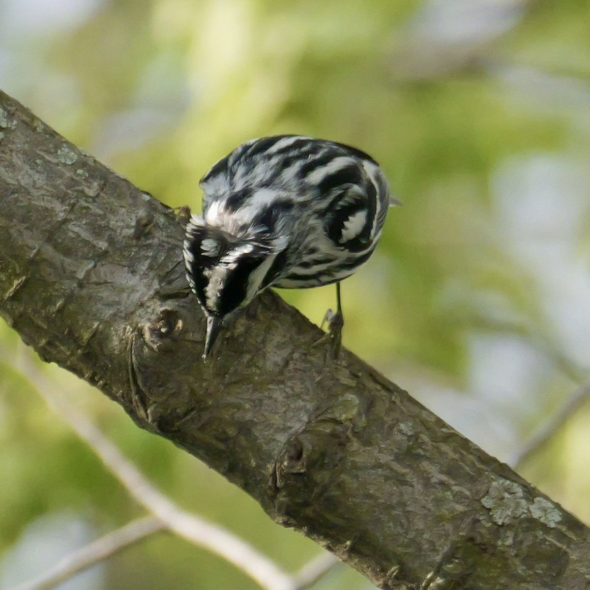 Black-and-white Warbler - ML618249591