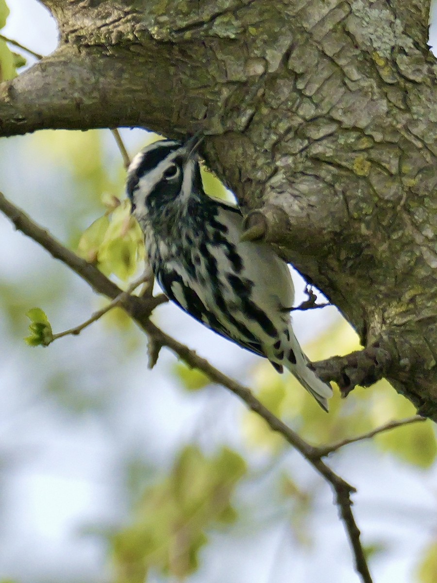 Black-and-white Warbler - ML618249592