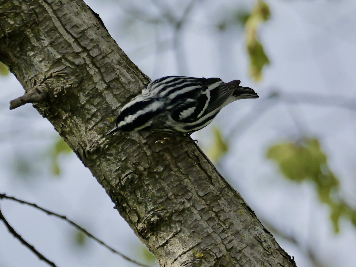 Black-and-white Warbler - ML618249593