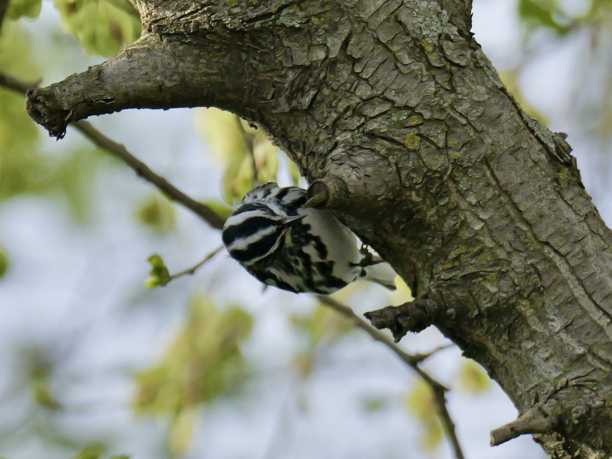 Black-and-white Warbler - ML618249594