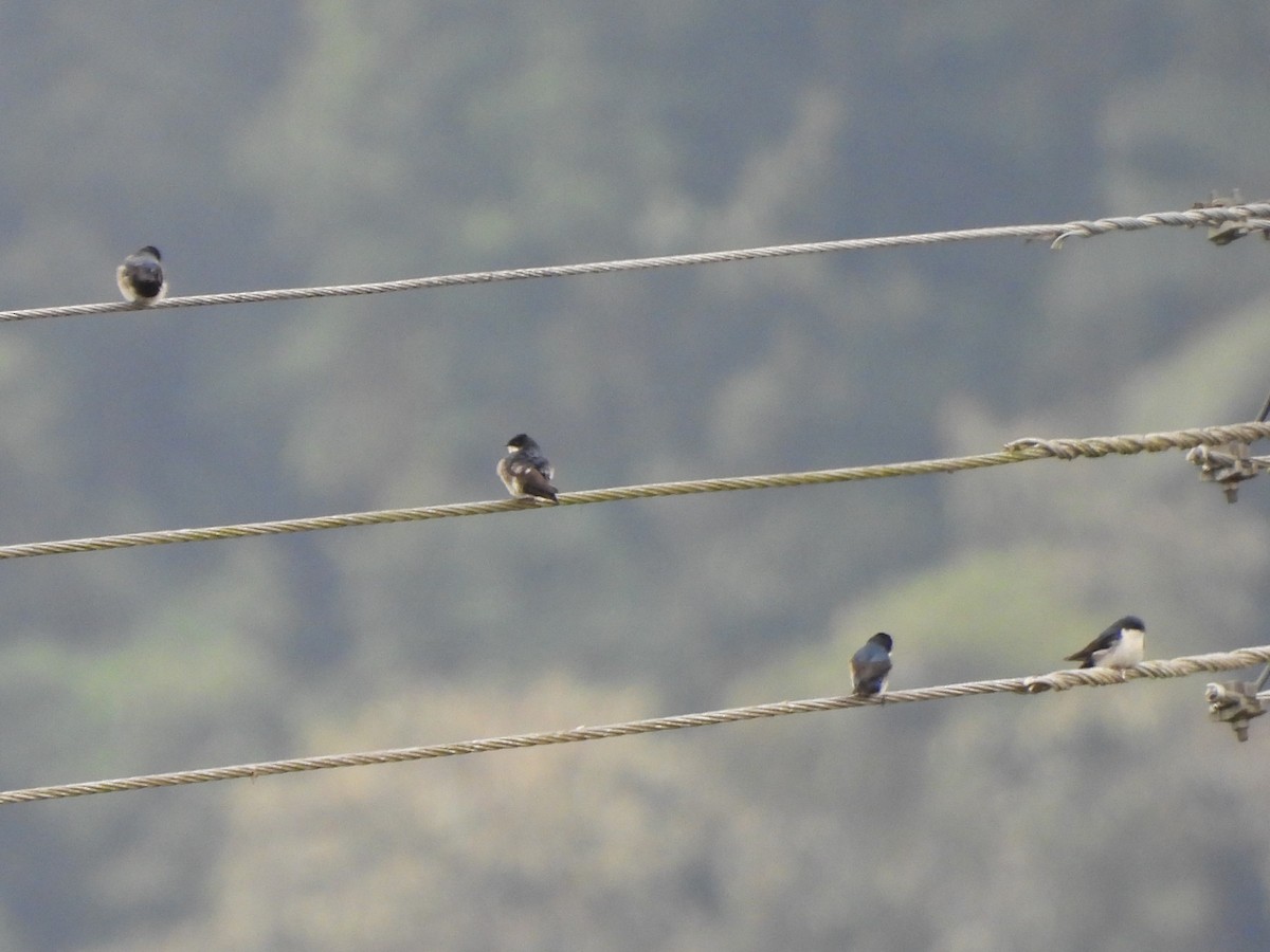 Blue-and-white Swallow (cyanoleuca) - Bryan Baker