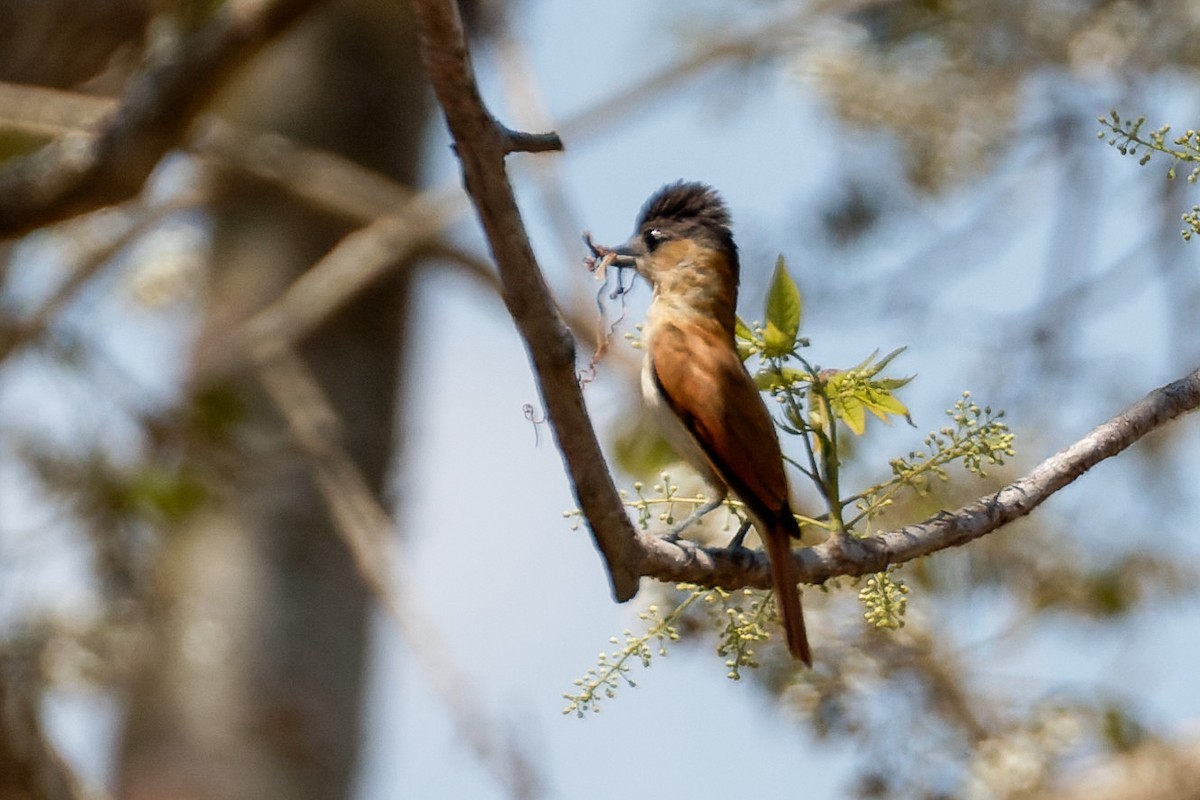 Rose-throated Becard - Toby Ross