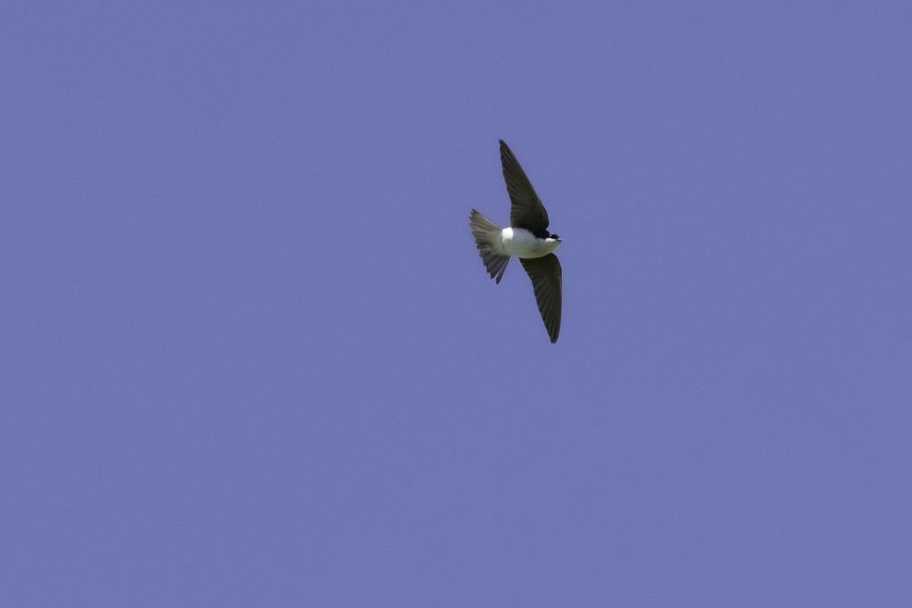 Violet-green Swallow - ML618249637