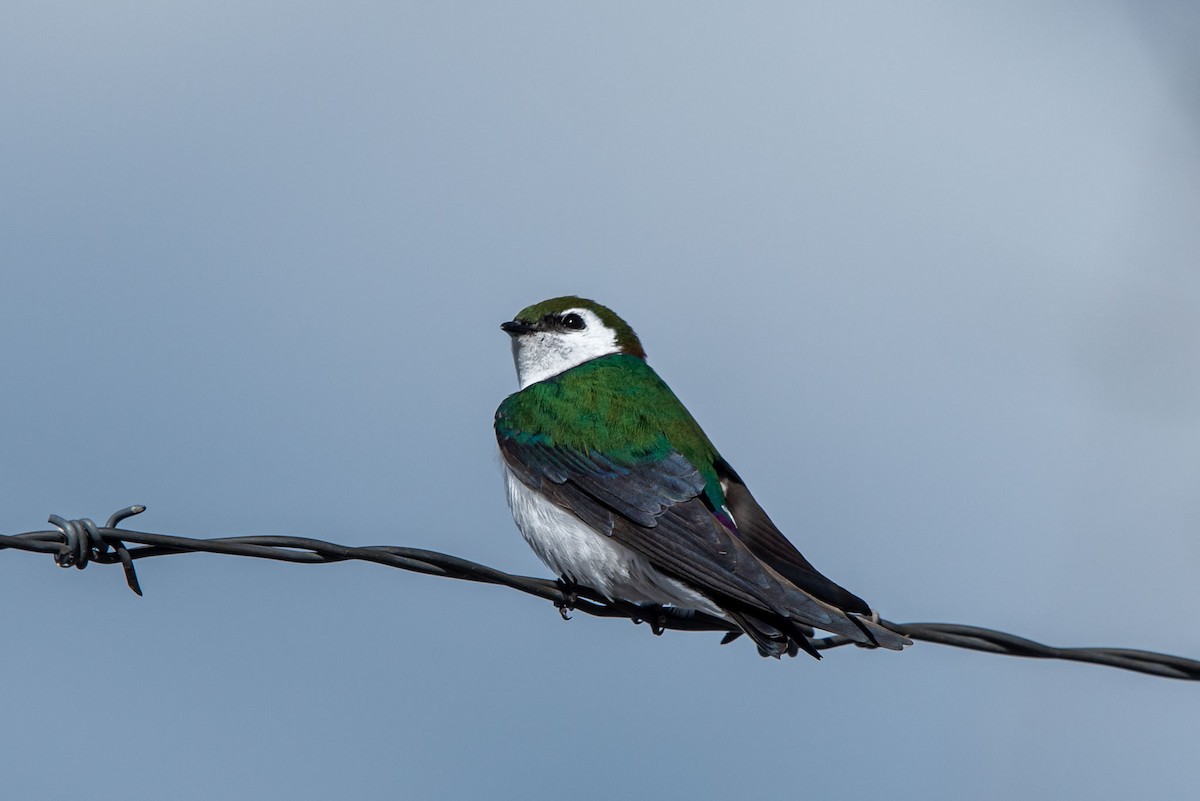 Violet-green Swallow - ML618249654