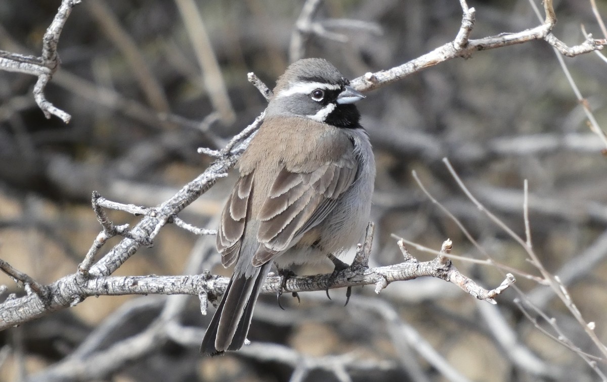 Black-throated Sparrow - ML618249664