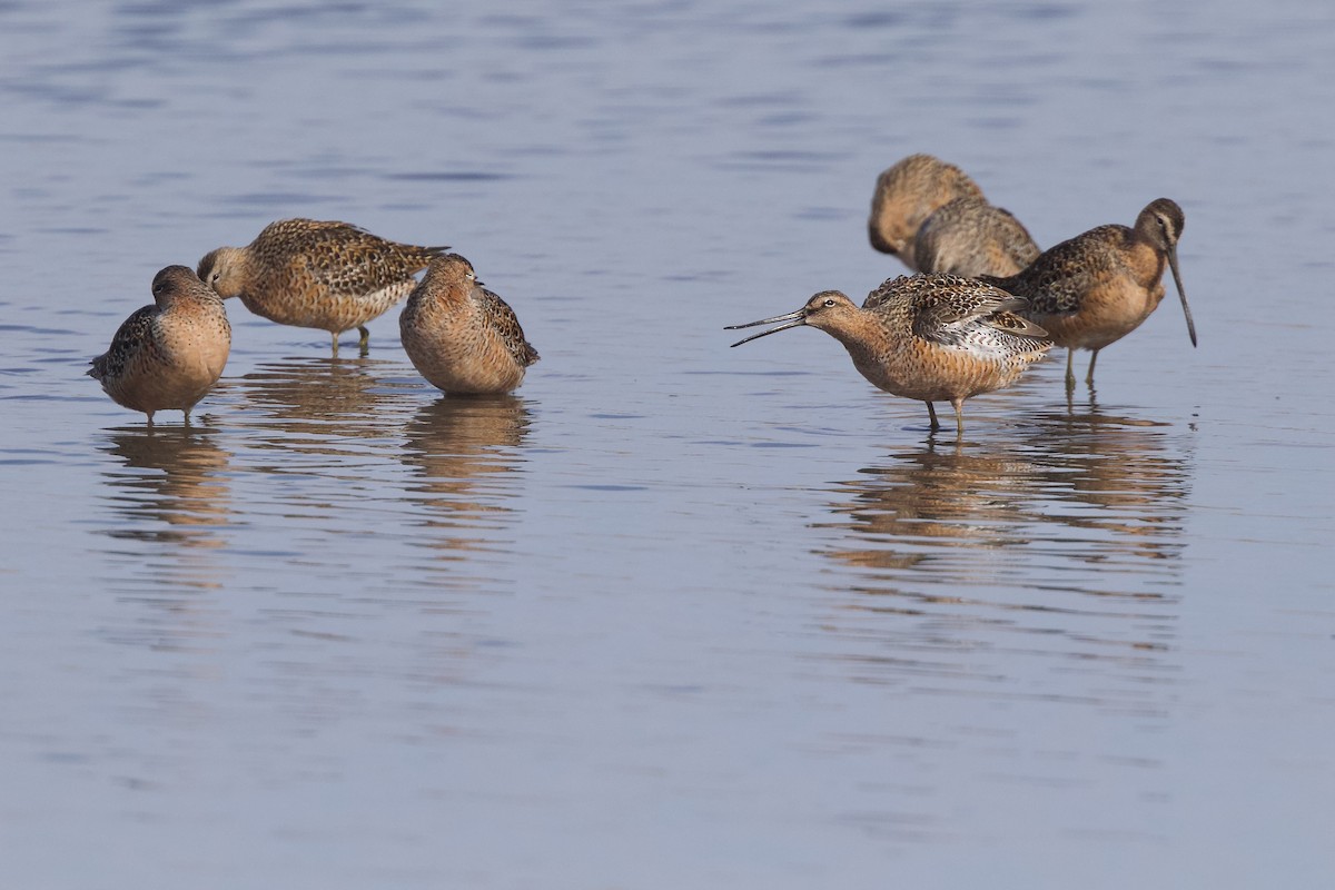 Long-billed Dowitcher - ML618249671