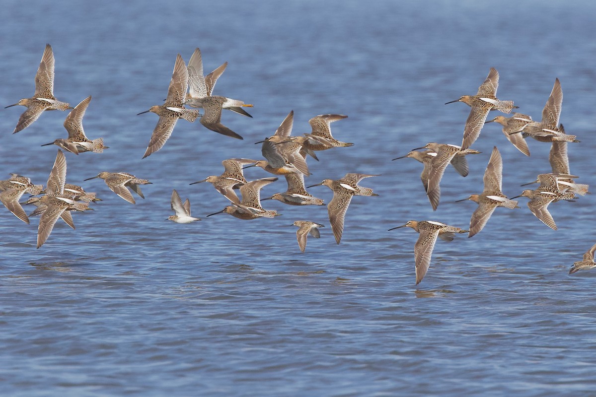 Long-billed Dowitcher - ML618249672