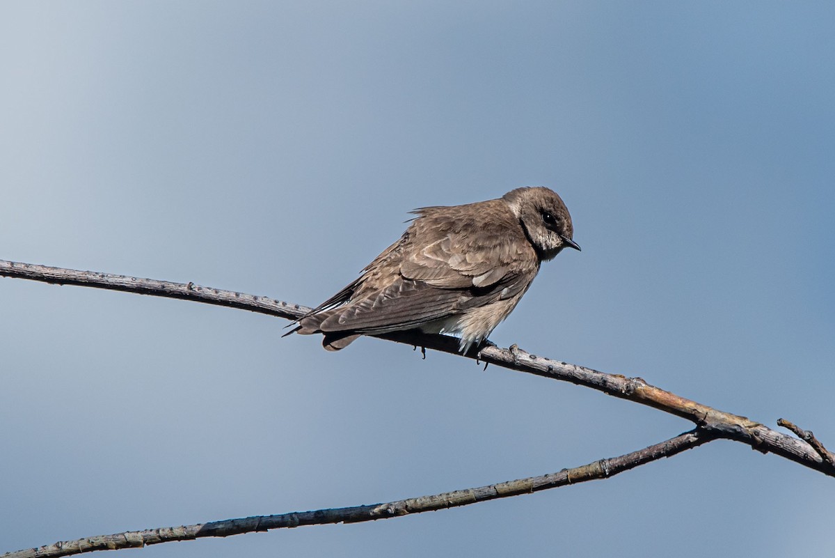 Northern Rough-winged Swallow - Alex Bodden