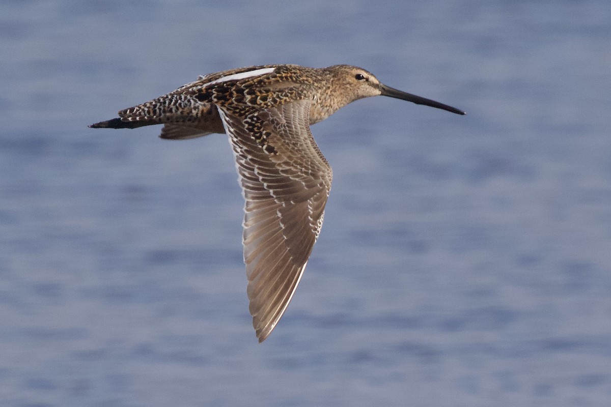 Long-billed Dowitcher - ML618249691