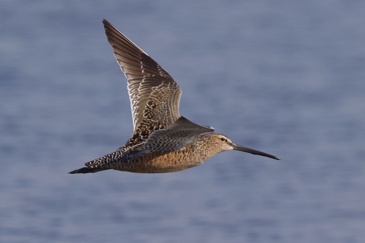 Long-billed Dowitcher - ML618249692