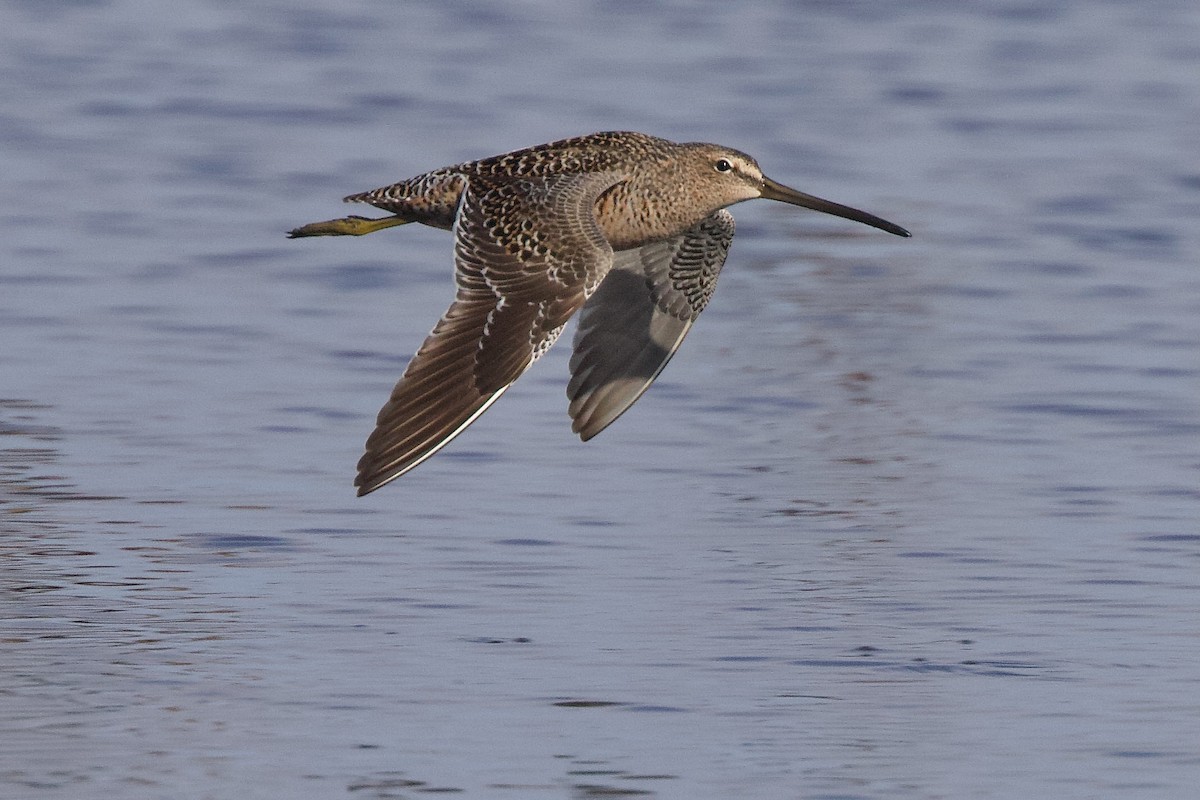 Long-billed Dowitcher - ML618249693