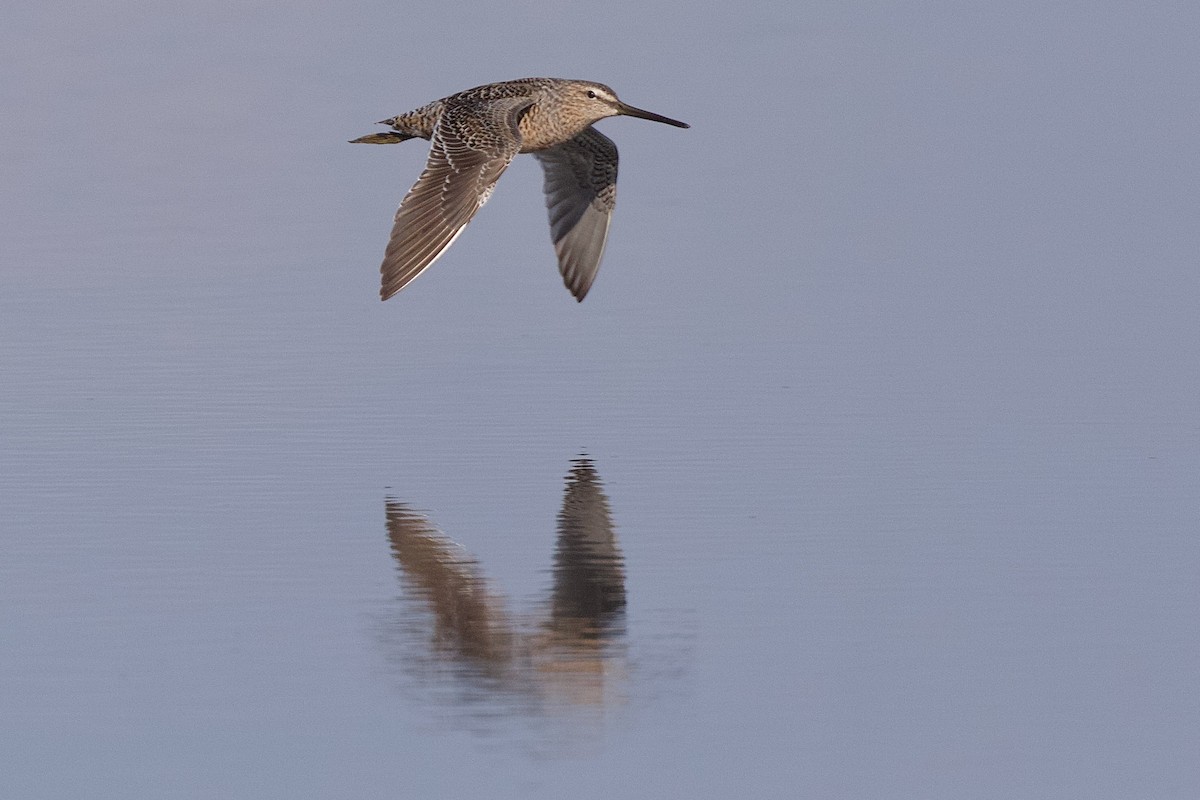 Long-billed Dowitcher - ML618249694