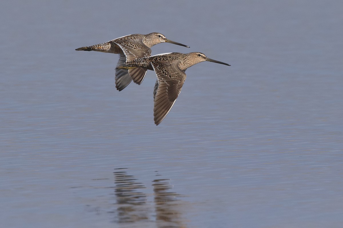 Long-billed Dowitcher - ML618249696