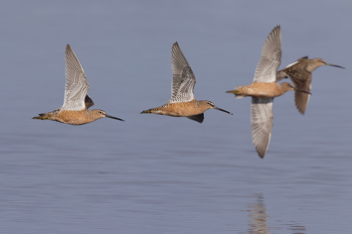 Long-billed Dowitcher - ML618249697