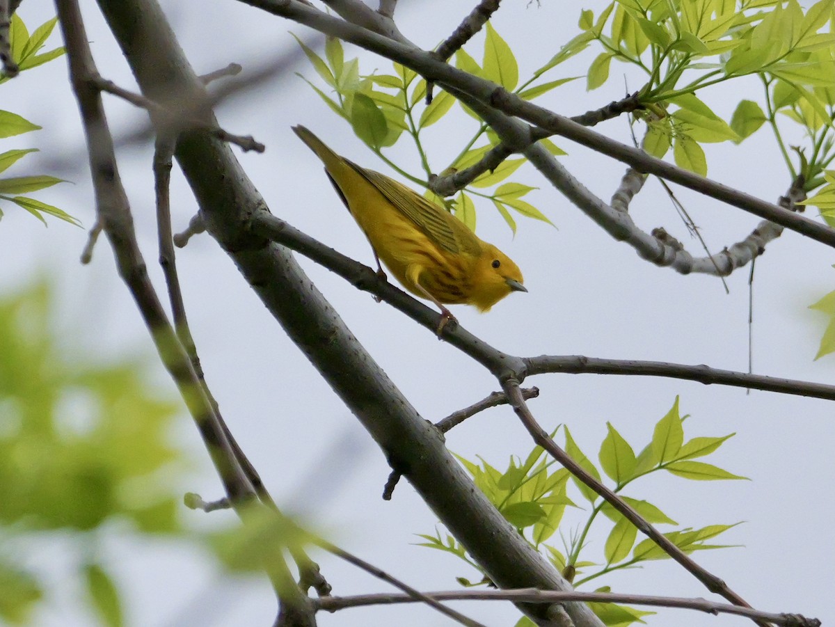 Yellow Warbler - ML618249698