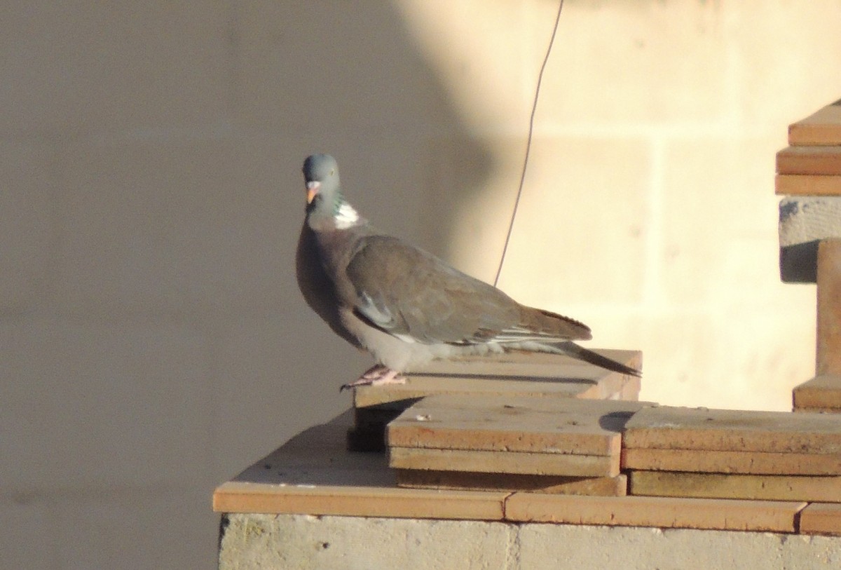 Common Wood-Pigeon - ML618249700