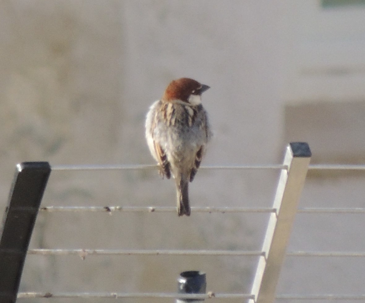 Italian Sparrow - Peter Bono