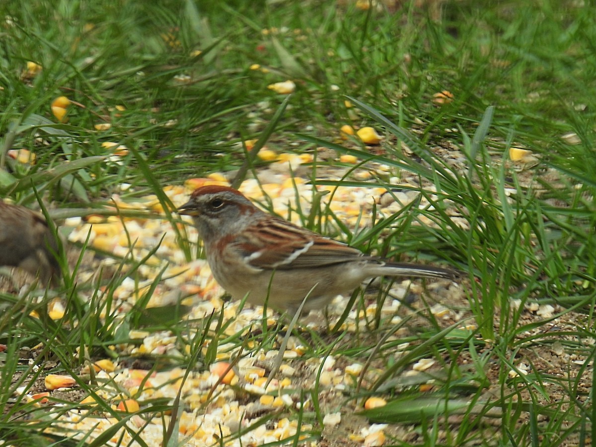 American Tree Sparrow - Melody Walsh