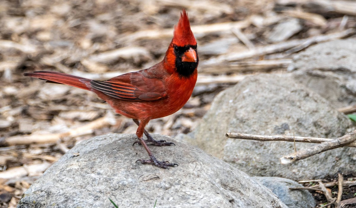 Northern Cardinal - Matt M.