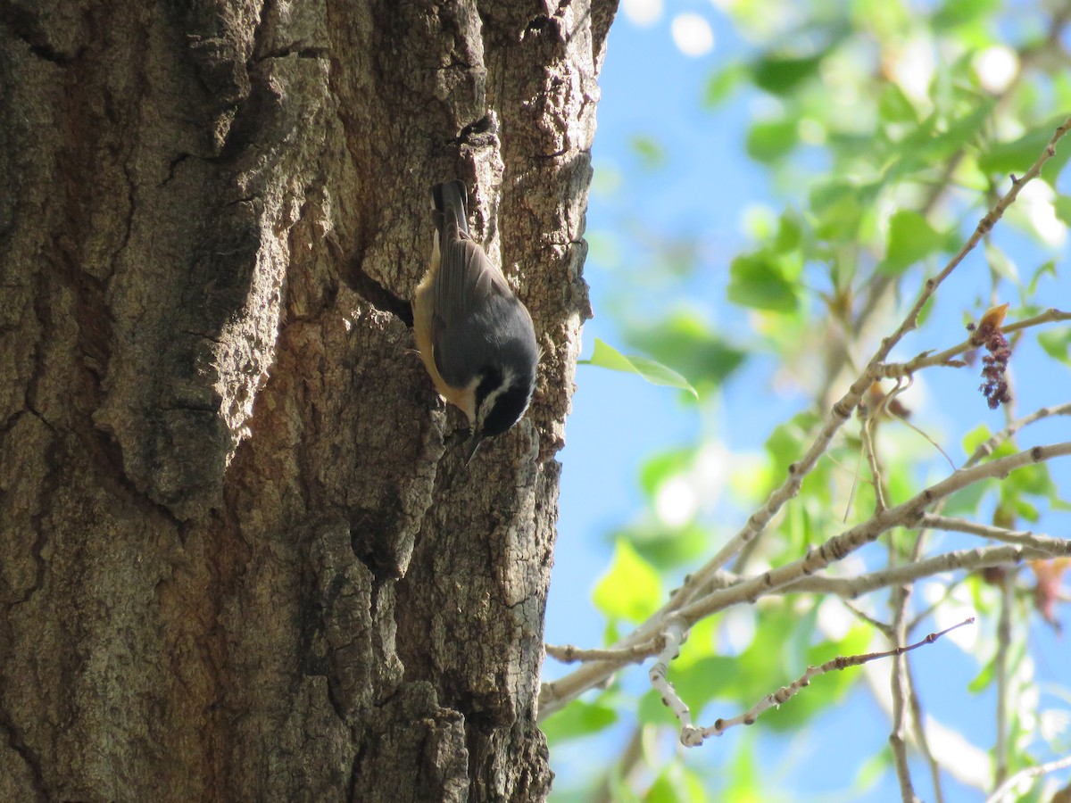 Red-breasted Nuthatch - ML618249764