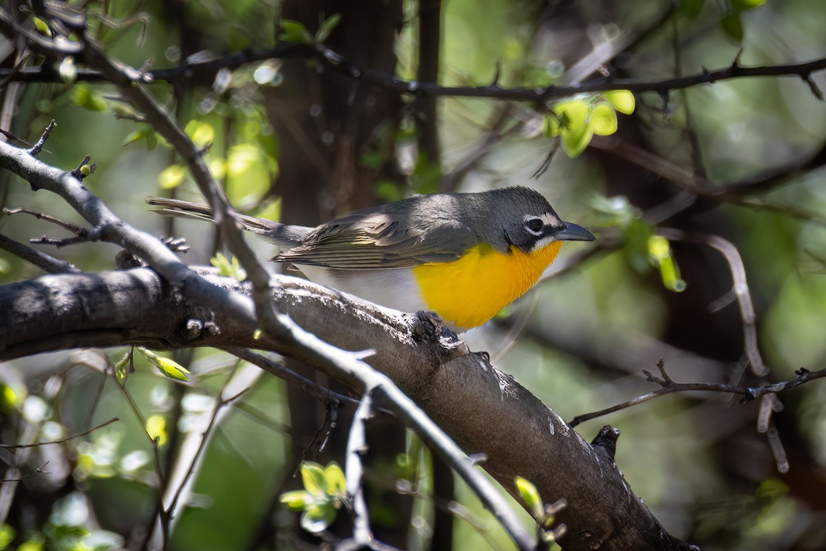 Yellow-breasted Chat - ML618249794