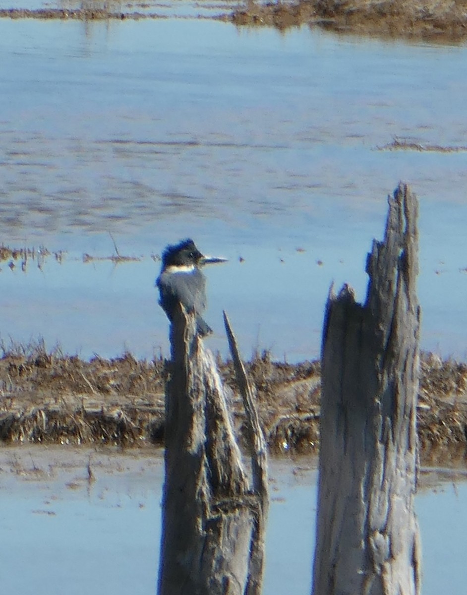 Belted Kingfisher - ML618249807