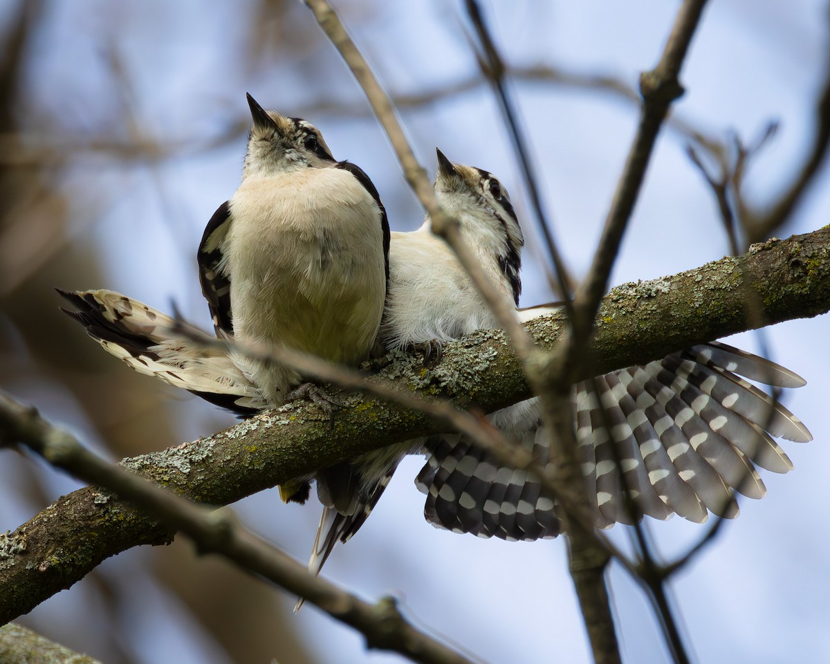 Hairy Woodpecker - Sasi Akkiraju