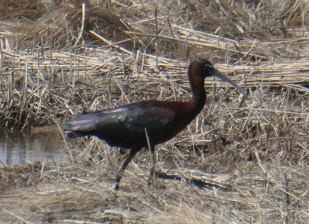 Glossy Ibis - Cecile Boucher
