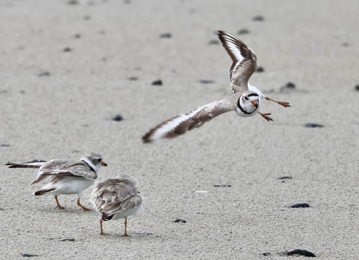 Piping Plover - ML618249857
