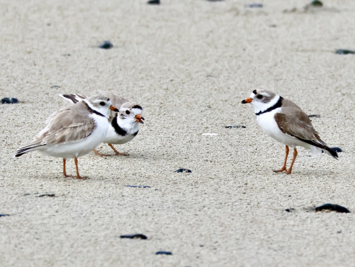 Piping Plover - ML618249860