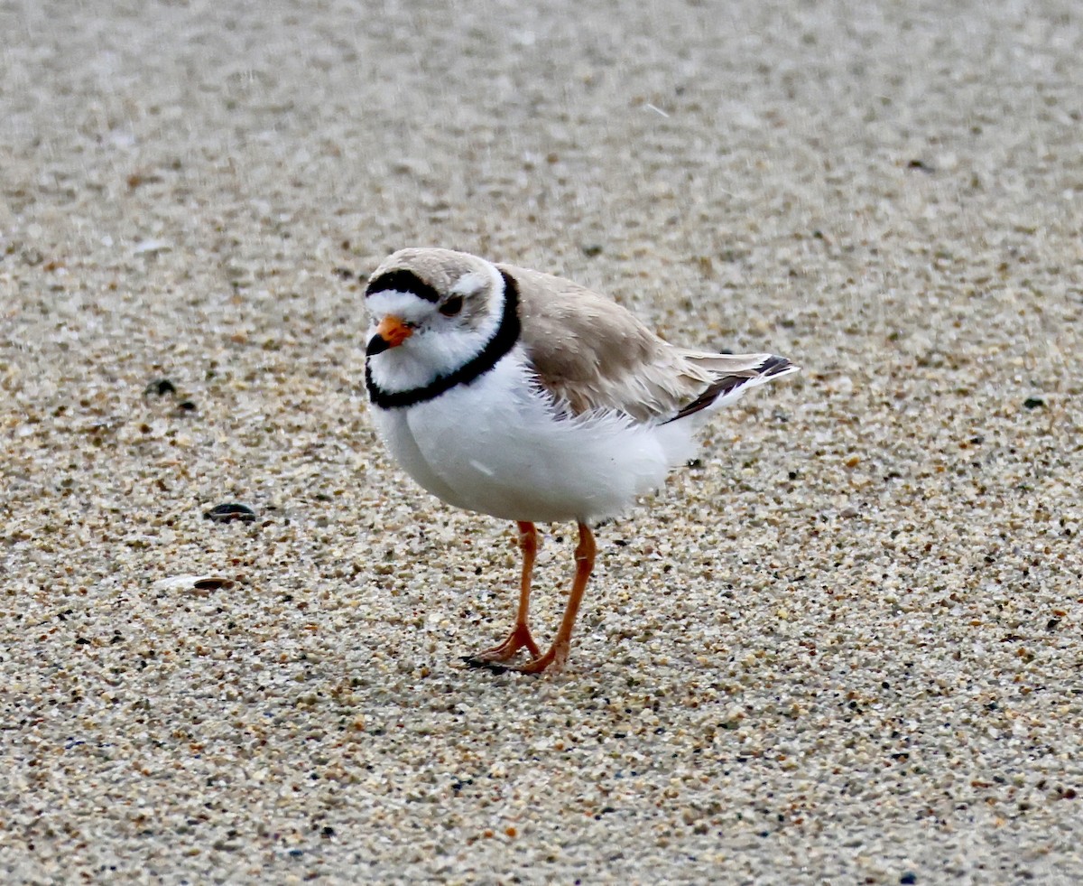 Piping Plover - ML618249861