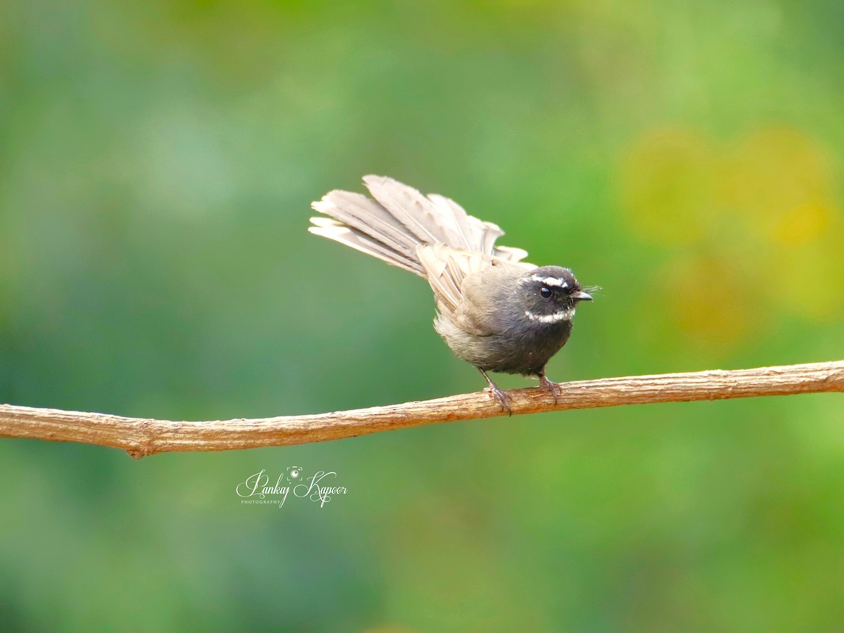 White-throated Fantail - ML618249881