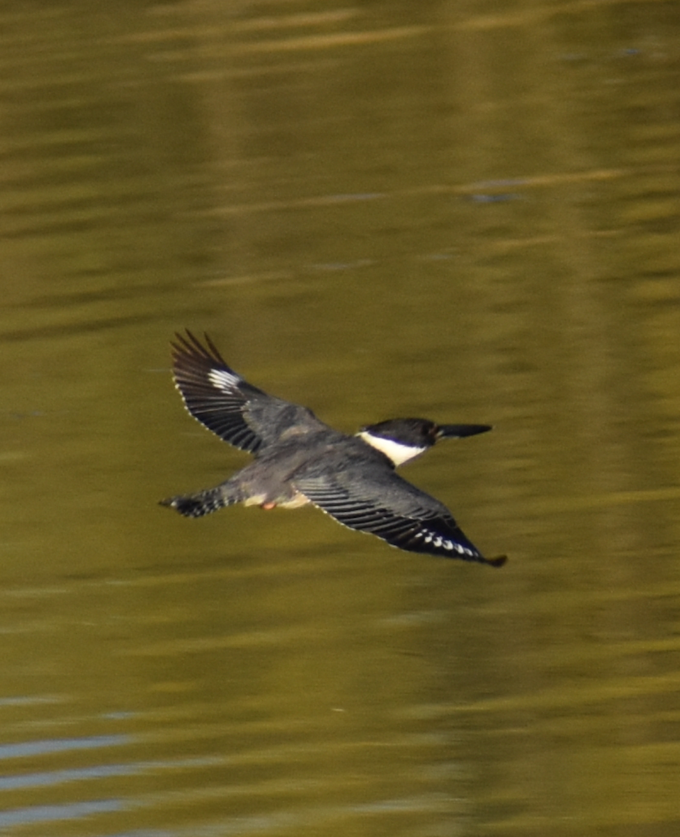 Belted Kingfisher - Michael Wilson