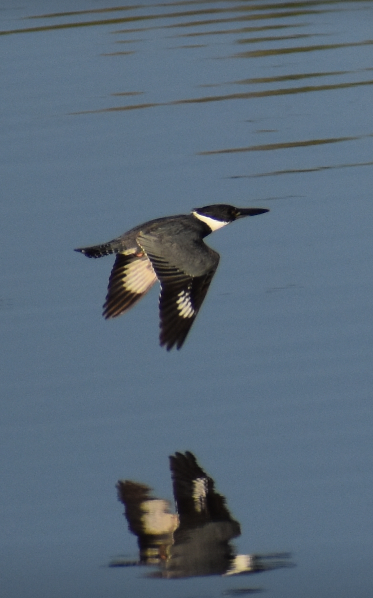 Belted Kingfisher - Michael Wilson