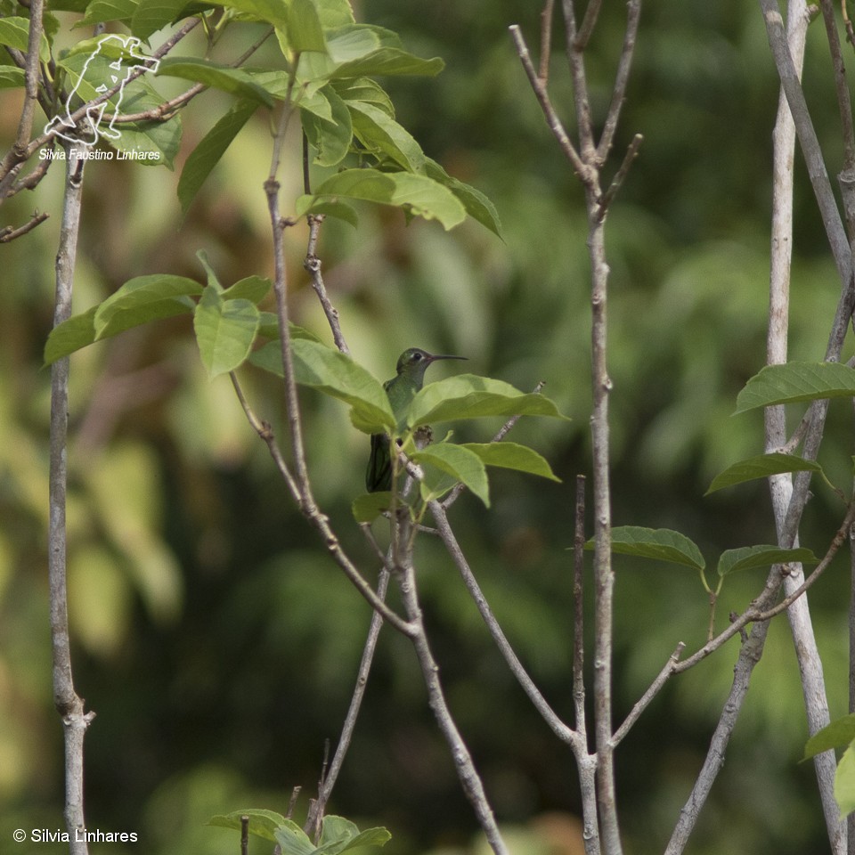 Green-tailed Goldenthroat - ML61824991