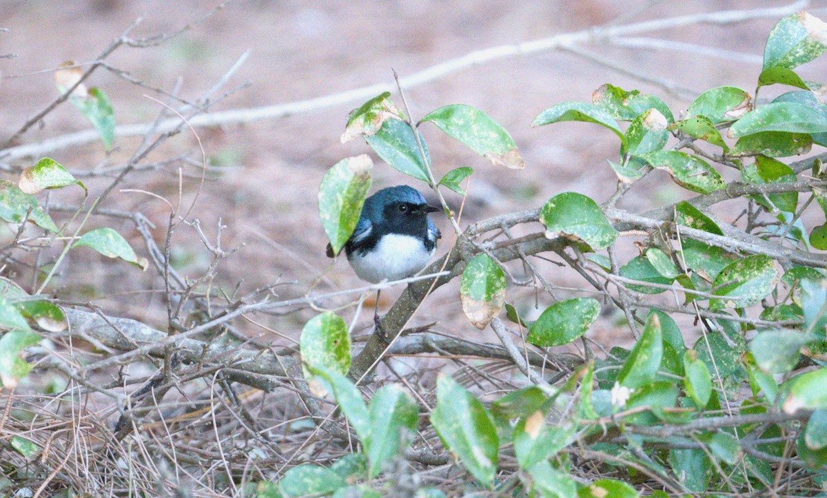 Black-throated Blue Warbler - Bruce Cochrane