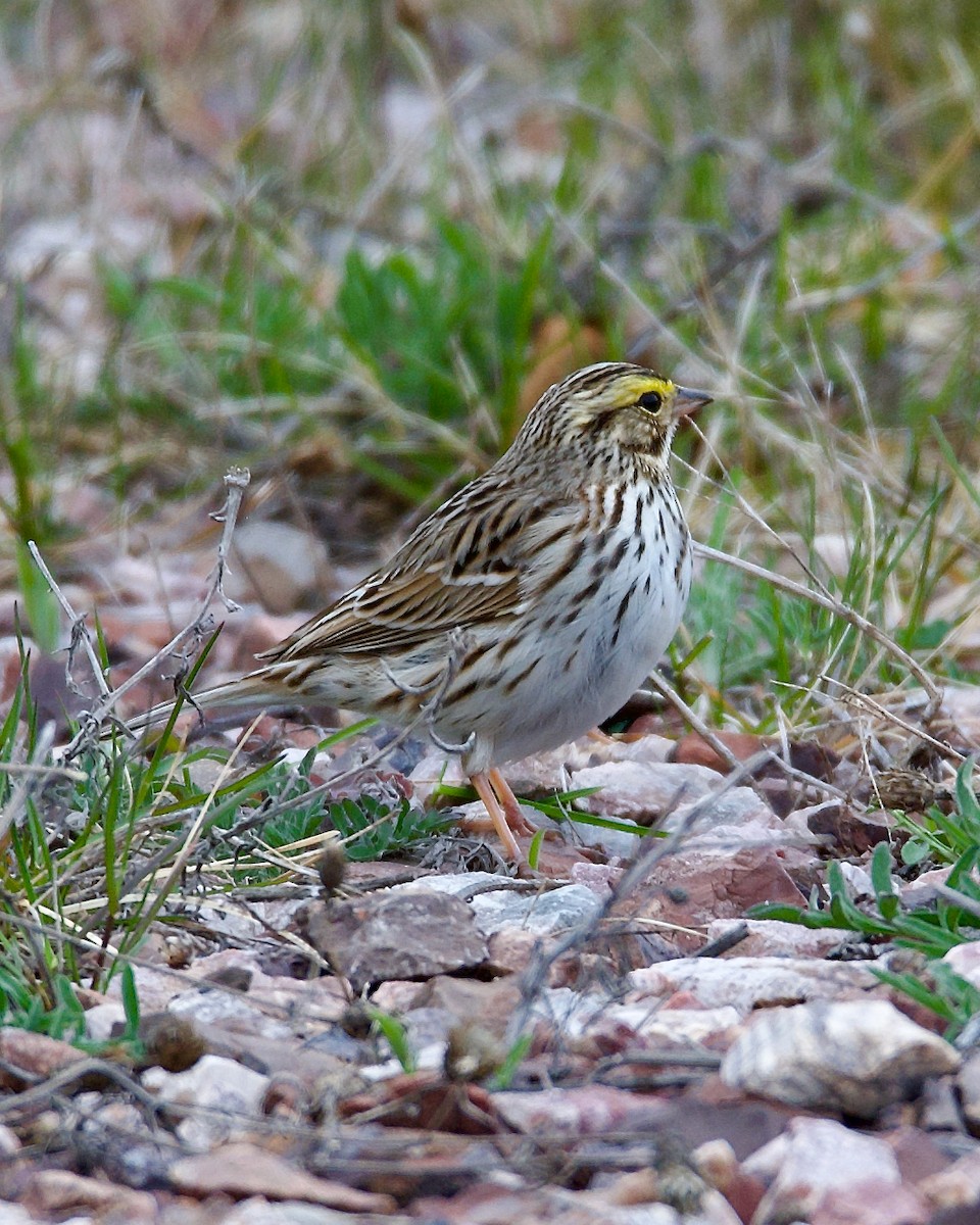Savannah Sparrow - ML618249981