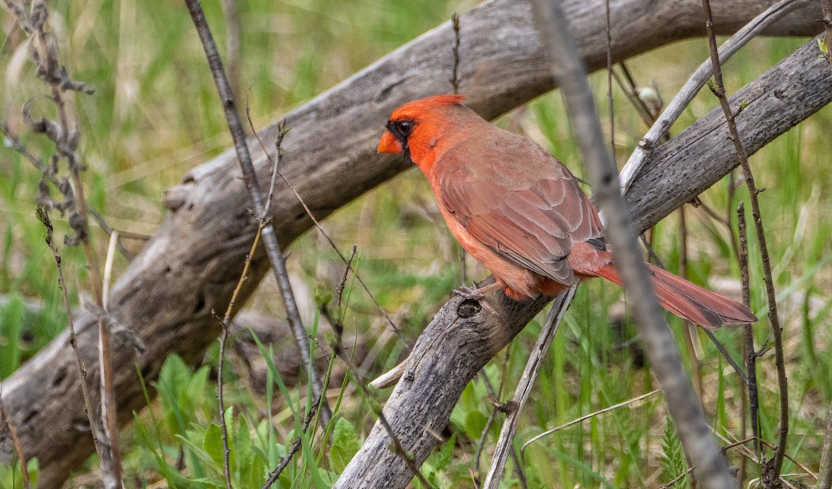 Northern Cardinal - Matt M.