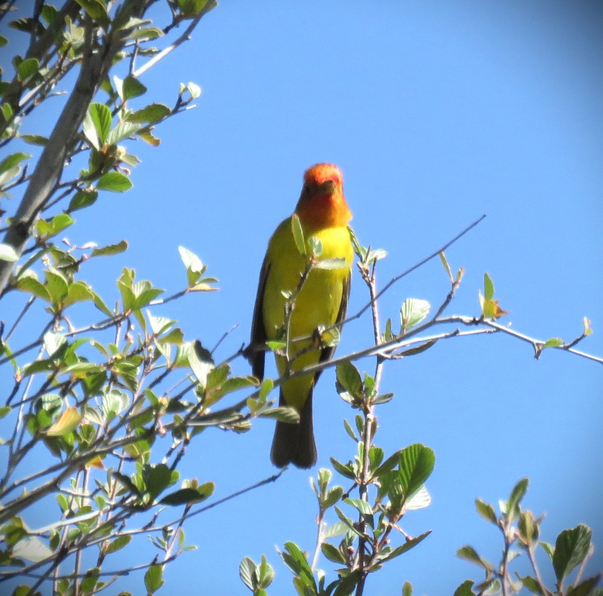 Western Tanager - ML618250012